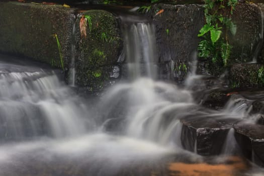 rainforest waterfall and rocks covered with moss
