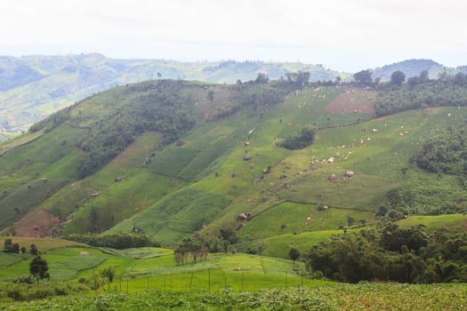 fields in the mountains, agricultural fields view