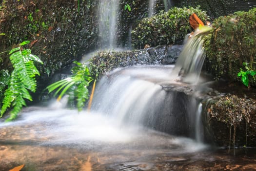 rainforest waterfall and rocks covered with moss
