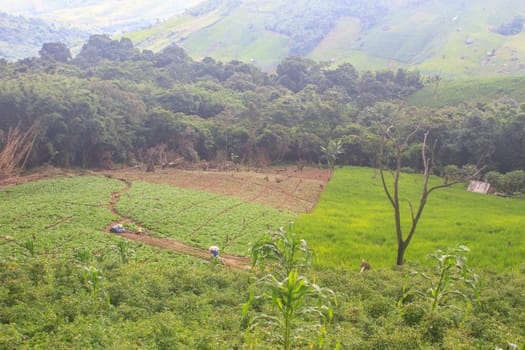 fields in the mountains, agricultural fields view