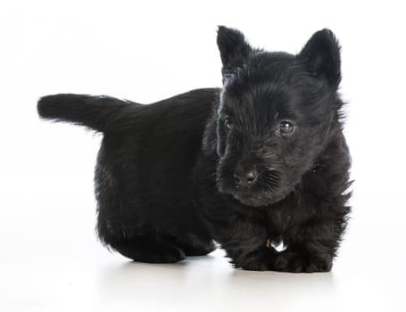 scottish terrier puppy standing on white background - 6 weeks old