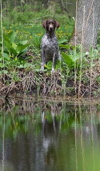 hunting dog - german shorthaired pointer sitting at the water's edge