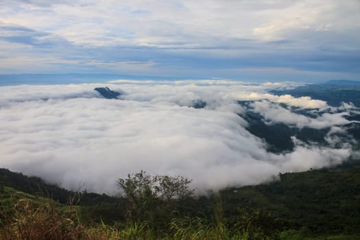 sea of fog with forests as foreground on mountain