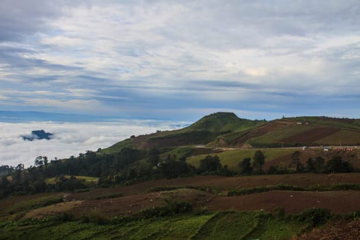 sea of fog with forests as foreground on mountain
