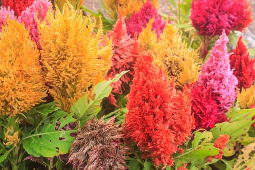 beautiful plumped celosia flower in the garden