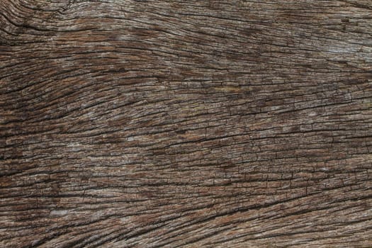 texture of bark wood use as natural background