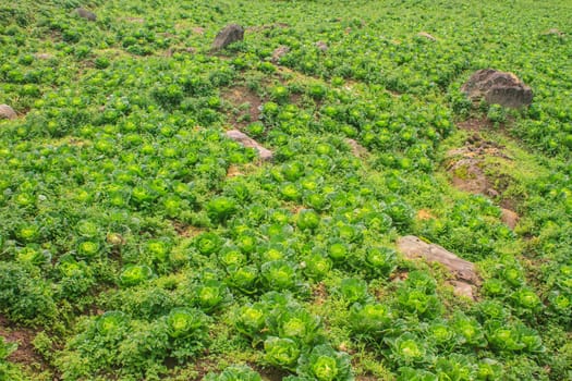 chinese cabbage field in the country side