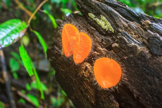 Champagne mushrooms (Fungi Cup) on nature background.