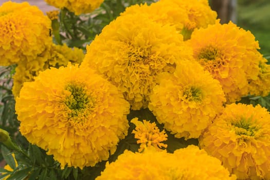 Marigold  flowers field, summer in garden Thailand