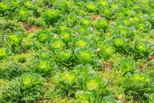 chinese cabbage field in the country side