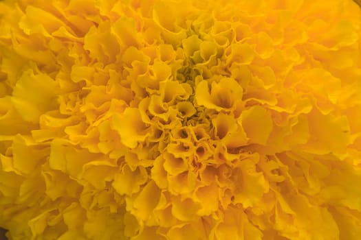 Marigold  flowers field, summer in garden Thailand