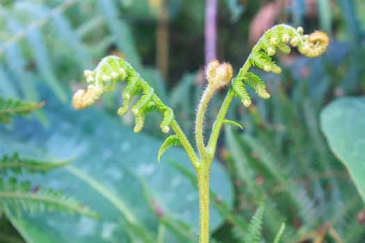 Close up of fern leaf with water drops in tropical forest