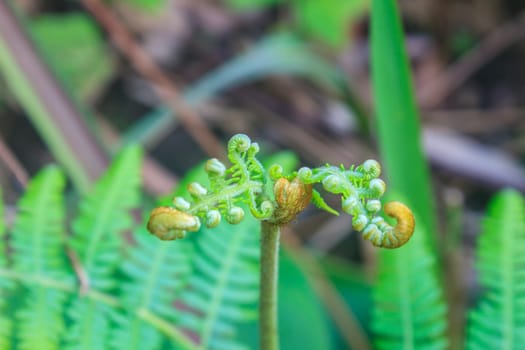 Close up of fern leaf with water drops in tropical forest