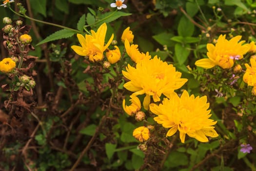 Yellow blossom Chrysanthemum in farm, yellow flower