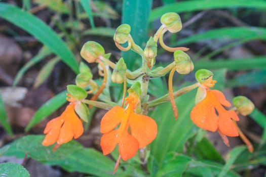 Lipped Habenaria, habennaria rhodocchelia hance from rainforest