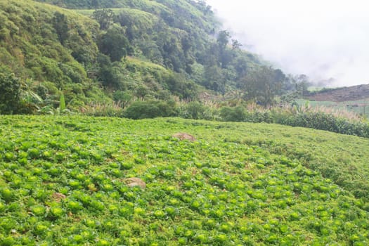 chinese cabbage field in the country side