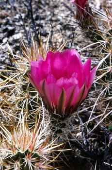 Blooming Calico Cactus in Arizona desert