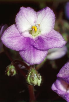 Close up of a African Violet