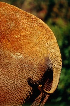 Close up of a elephant tail