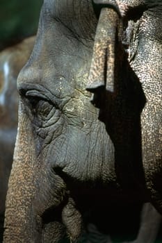 Close up of a elephant head