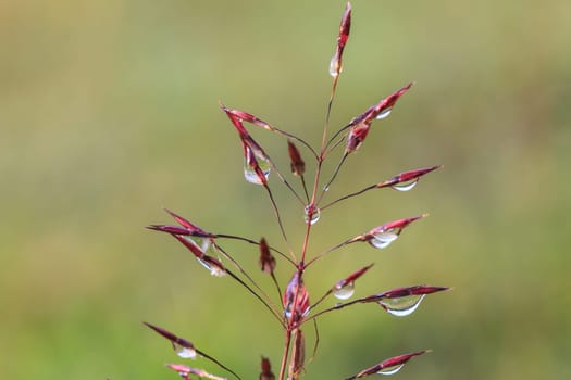 water drops on the green grass  in morning