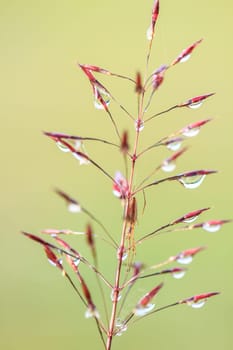 water drops on the green grass  in morning