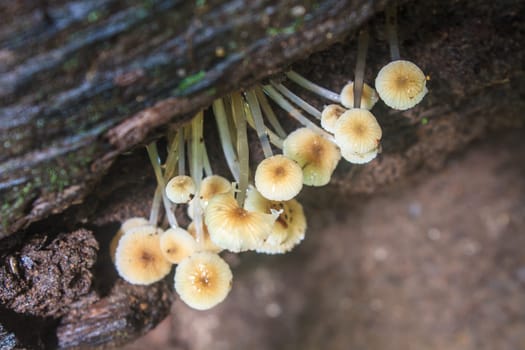 mushrooms growing on a live tree in the forest