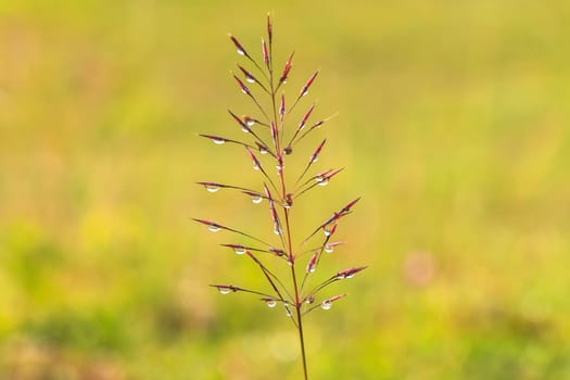 water drops on the green grass  in morning