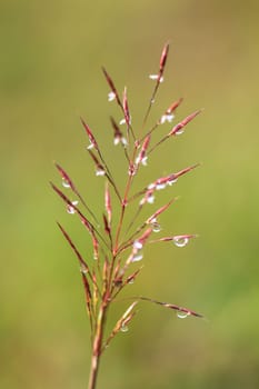 water drops on the green grass  in morning