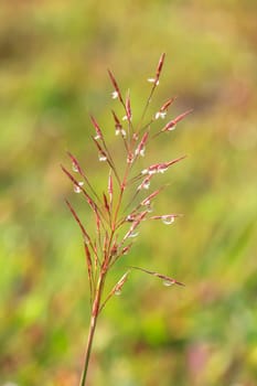 water drops on the green grass  in morning