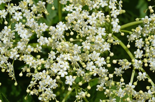 Elderflower