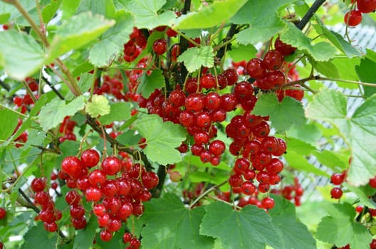 red currants