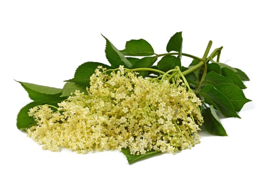 Elderflower