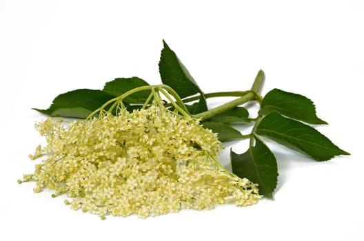 Elderflower
