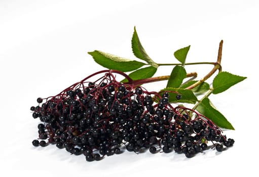 Lilac berries