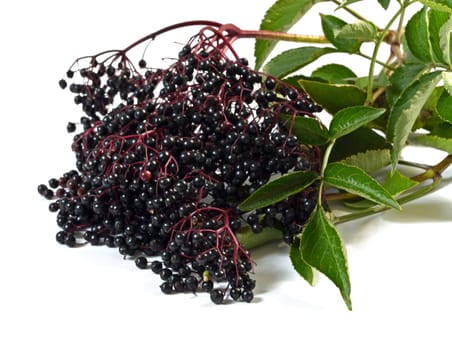 Lilac berries