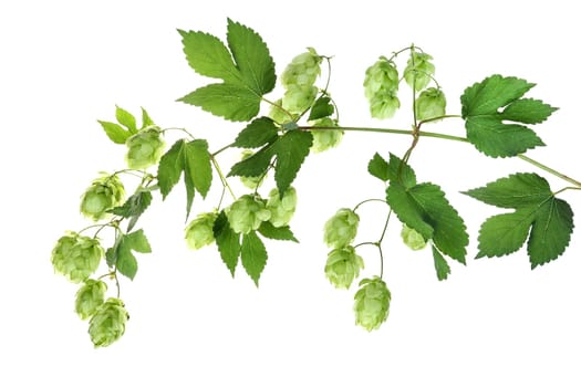 Hops,branch with hop
