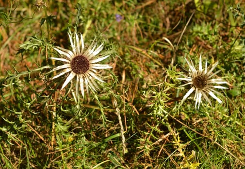 Silver thistle