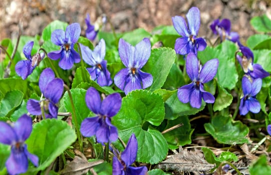 Violets