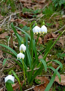 March enamenbecher