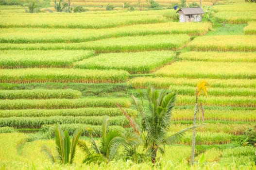 Cutout of rice terraces in Bali,Indonesia,with cottage.
