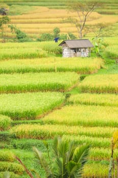 Cutout of rice terraces in Bali,Indonesia,with cottage.