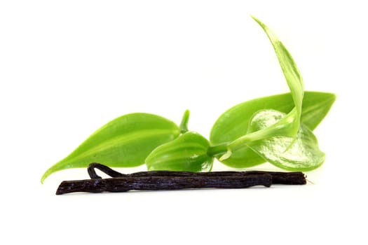 a vanilla pod with fresh vanilla leaves against a white background