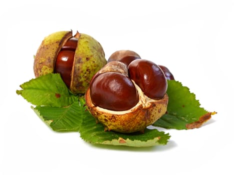 Horse chestnut