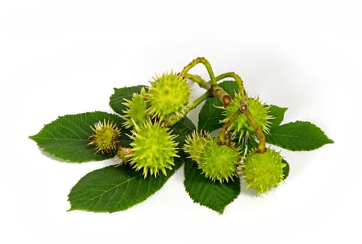 Horse chestnut
