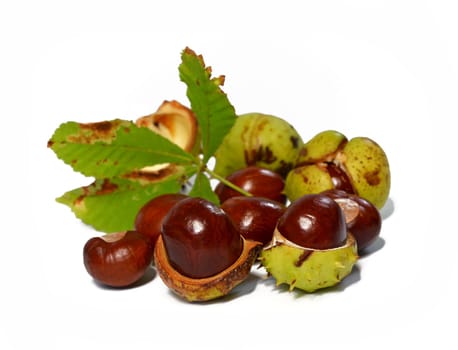 Horse chestnut