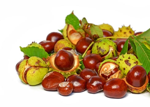 Horse chestnut