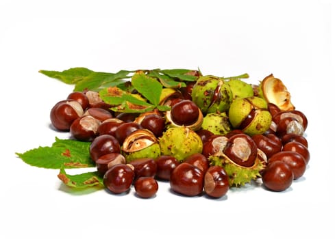 Horse chestnut