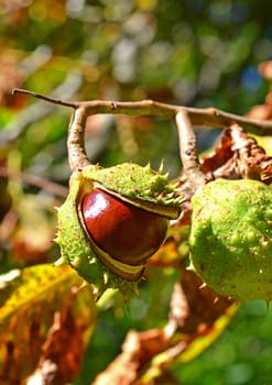 Horse chestnut