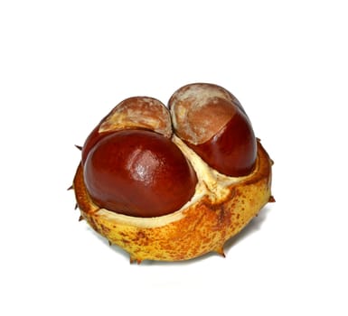 Horse chestnut